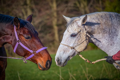 Close-up of horses on field