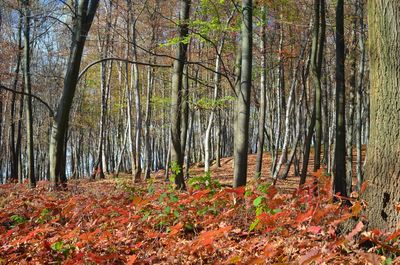 Trees growing in forest during autumn