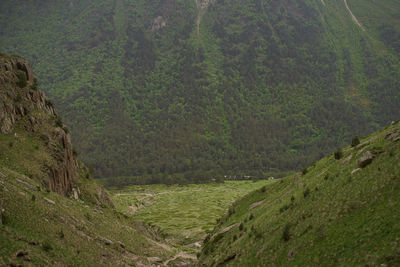 Scenic view of forest