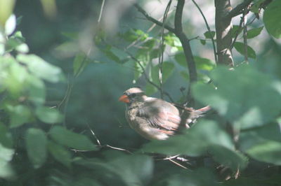 Bird perching on tree