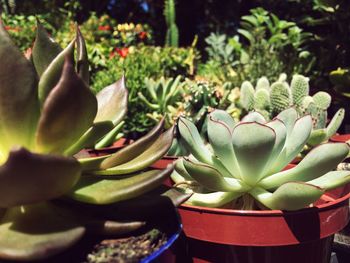 Close-up of potted plant