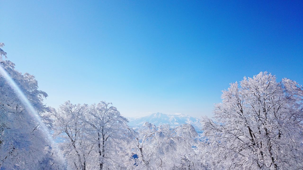 snow, winter, cold temperature, clear sky, season, blue, beauty in nature, weather, copy space, tranquility, scenics, tranquil scene, tree, nature, covering, frozen, white color, low angle view, sunlight, day