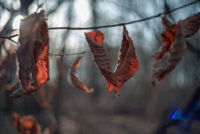 Close-up of dry leaves hanging on branch