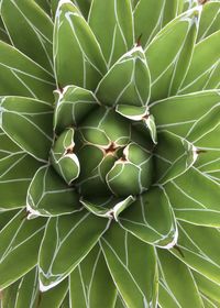 Close-up of succulent plant