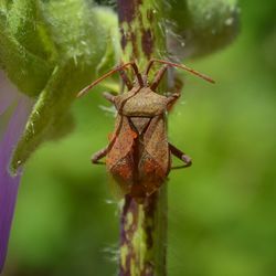 Close-up of insect on plant