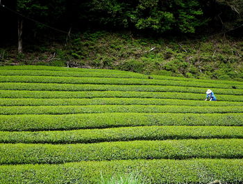 Farmer working at tea plantation
