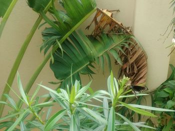 Close-up of caterpillar on plant