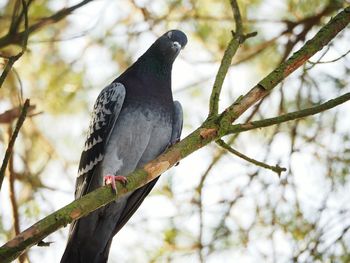 Low angle view of eagle perching on tree