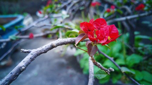 Close-up of red flower blooming outdoors