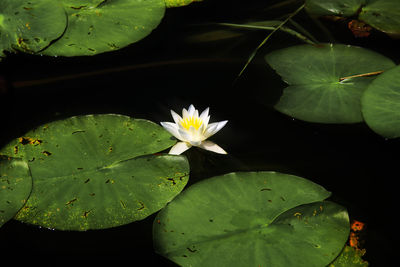 Close-up of lotus water lily in pond