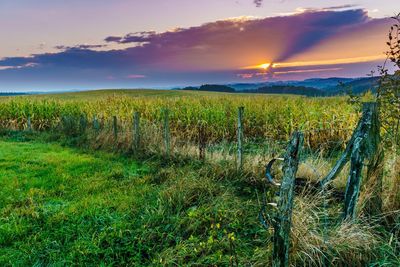 Scenic view of agricultural field against sky during sunset