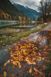 Autumn leaves in lake