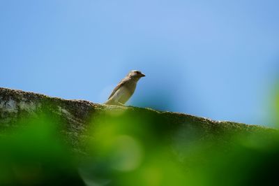 Low angle view of bird perching against blue sky