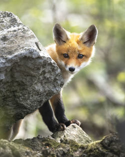 Close-up of a cat on rock