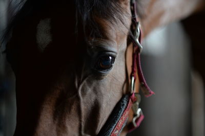 Close-up of horse