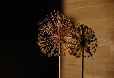 Close-up of dried plant