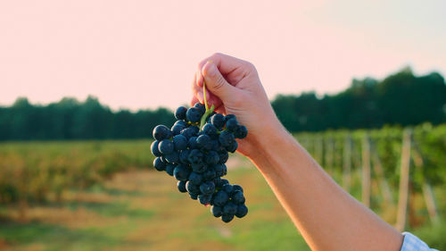 Midsection of person holding grapes in vineyard