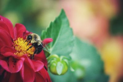 Close-up of bee pollinating on flower