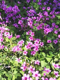 Close-up of pink flowers