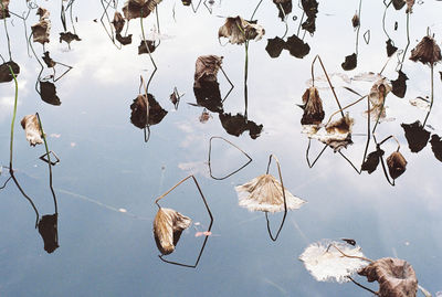 High angle view of dry leaves floating on lake