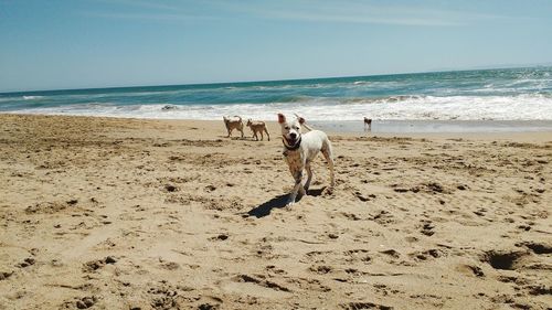 Dogs at beach against sky