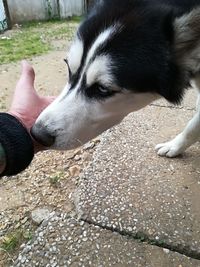 Close-up of person resting dog