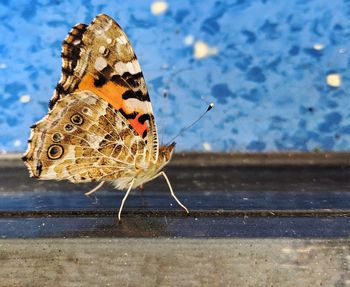 Close-up of butterfly