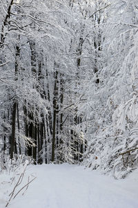 Snow covered land and trees in forest