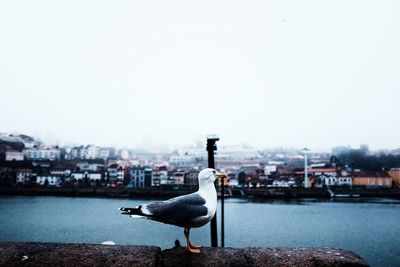 Seagull in a city against clear sky