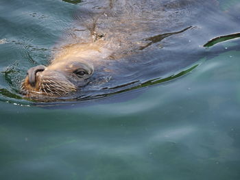 High angle view of turtle swimming in water