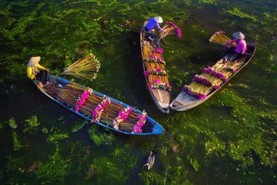 High angle view of people collecting flowers from lake in boat