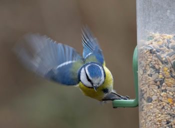 Close-up of bird landing on a feeder. blue tit landing on reserve feeder in suffolk, uk
