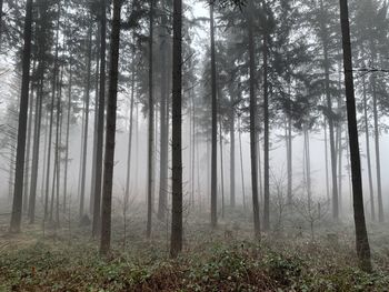 Pine trees in forest