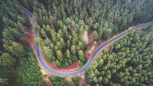 High angle view of road amidst trees in forest