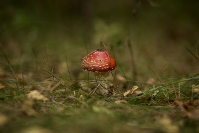 Close-up of mushroom growing on field