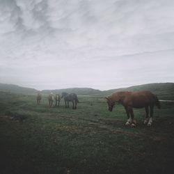 Horse grazing on field