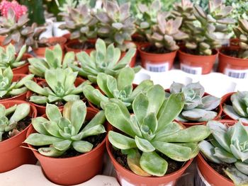 High angle view of potted plants