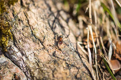 Close-up of ant on tree trunk