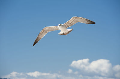 Low angle view of bird flying against blue sky during sunny day