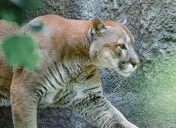 Close-up of a cat looking away