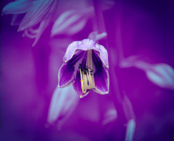 Close-up of insect on purple flower