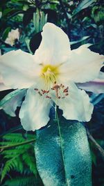 Close-up of flower blooming on tree