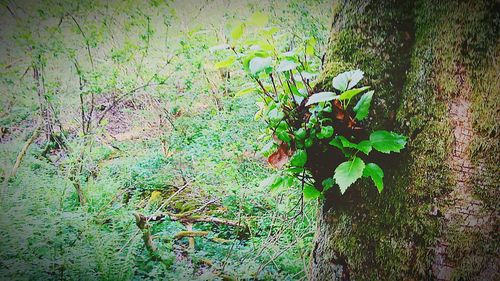 Close-up of plant growing on tree