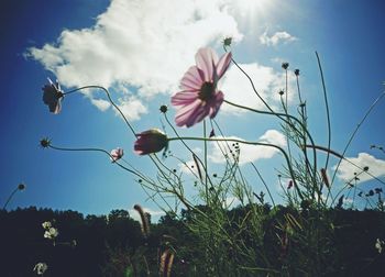 Low angle view of flowers growing in field