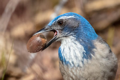 Close-up of a bird
