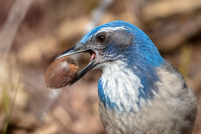 Close up of a california scrub jay with a nut