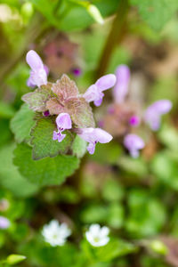 Close-up of insect on plant