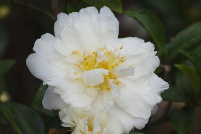 Close-up of white flower