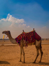 Camels walking on desert against sky