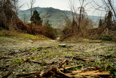 Trees on field in forest against sky